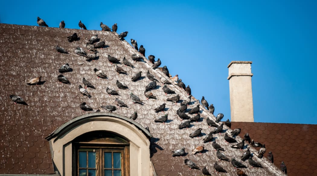 Hier sind die Folgen von Tauben auf dem Dach klar zu erkennen.