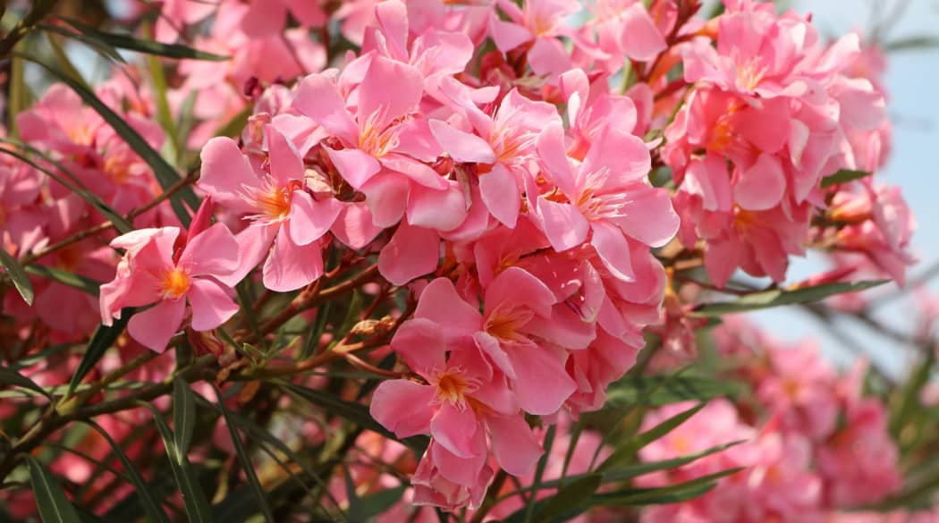 Pinker Oleander