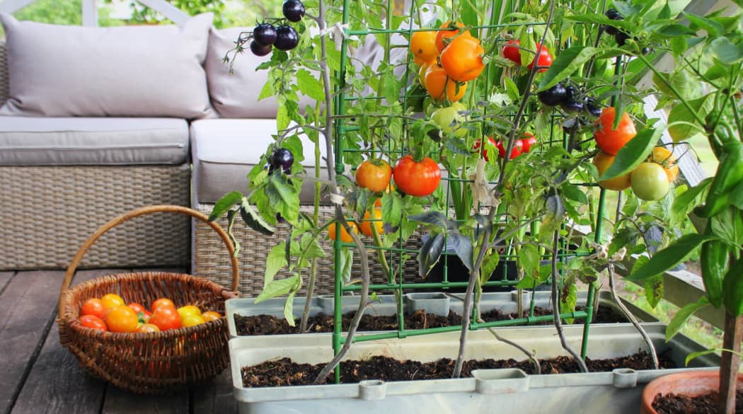Tomaten-Pflanze mit reifen Tomaten und einem Korb voller geernteter Tomaten