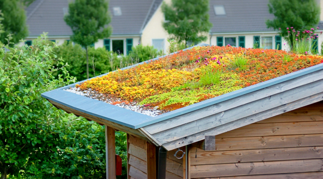 Extensive Dachbegrünung auf einem kleinen Gartenhäuschen.