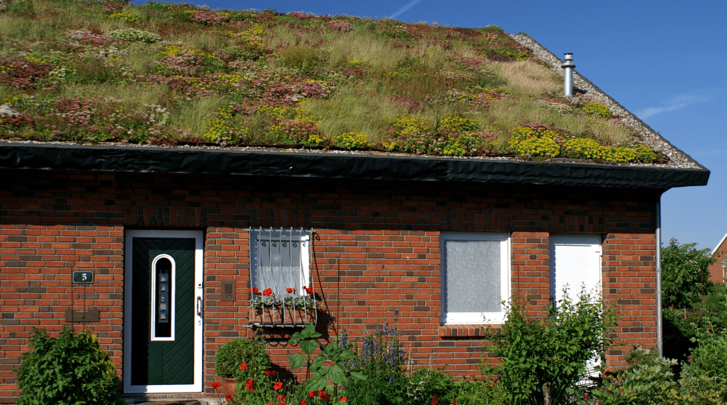 Ein rotes Backsteinhaus mit einer extensiven Dachbegrünung.